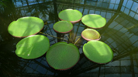 Green Leaves. Botanical garden in Cluj-Napoca, Romania. From 'Matei D.' at http://flickrhivemind.net